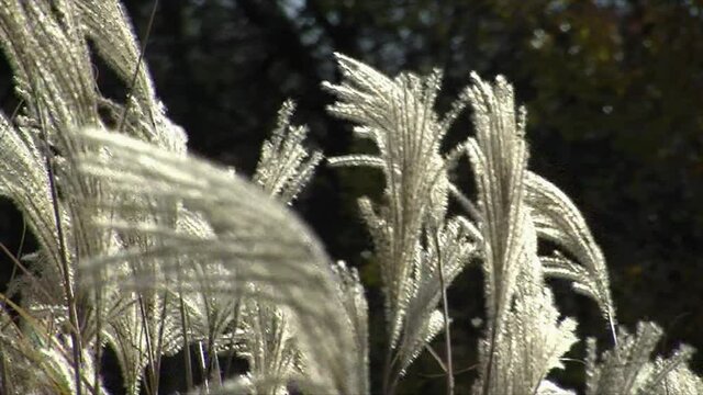Close-up of Elephant Grass (Saccharum ravennae) plumes blowing in the wind as they catch the sunlight.