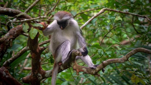 Zanzibar Red Colobus - Piliocolobus kirkii monkey endemic to Unguja, main island of Zanzibar Archipelago, off the coast of Tanzania, also known as Kirks red colobus, climbing, hanging and calling.
