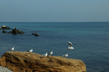 Gulls standing on big stone against sea