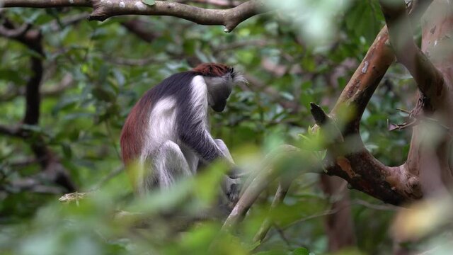 Zanzibar Red Colobus - Piliocolobus kirkii monkey endemic to Unguja, main island of Zanzibar Archipelago, off the coast of Tanzania, also known as Kirks red colobus, climbing, hanging and calling.