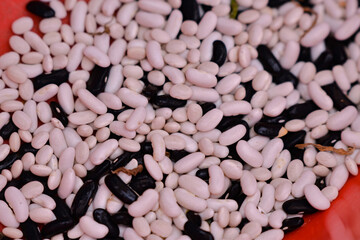 black and white beans in a bowl. Fresh Phaseolus vulgaris plants picked from the garden