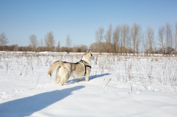 Husky dog stands in the snow and waiting for play