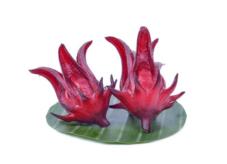Roselle Hibiscus sabdariffa red fruit flower on white background