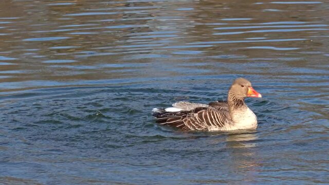 The greylag goose, Anser anser is a species of large goose in the waterfowl family Anatidae and the type species of the genus Anser.