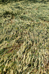 Unripe spikelets of wheat