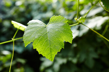 Grapes leaves in a vineyard in rays of sunlight