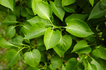 Beautiful green lilac leaves on branch