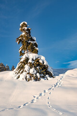 traces dans la neige au pied du sapin 