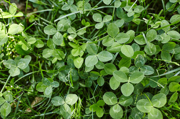 Closeup of Leaf clovers