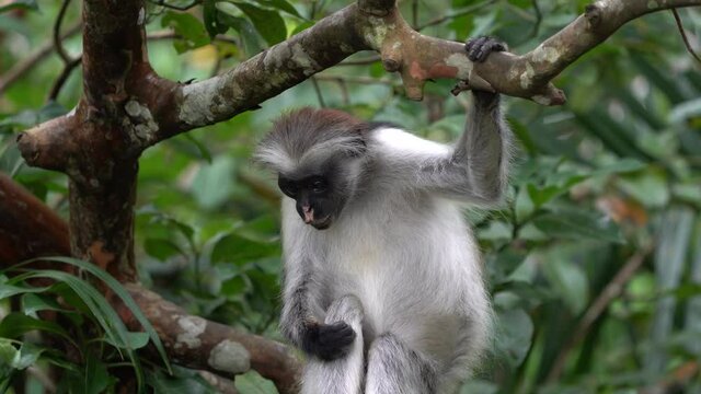 Zanzibar Red Colobus - Piliocolobus kirkii monkey endemic to Unguja, main island of Zanzibar Archipelago, off the coast of Tanzania, also known as Kirks red colobus, climbing, hanging and calling.