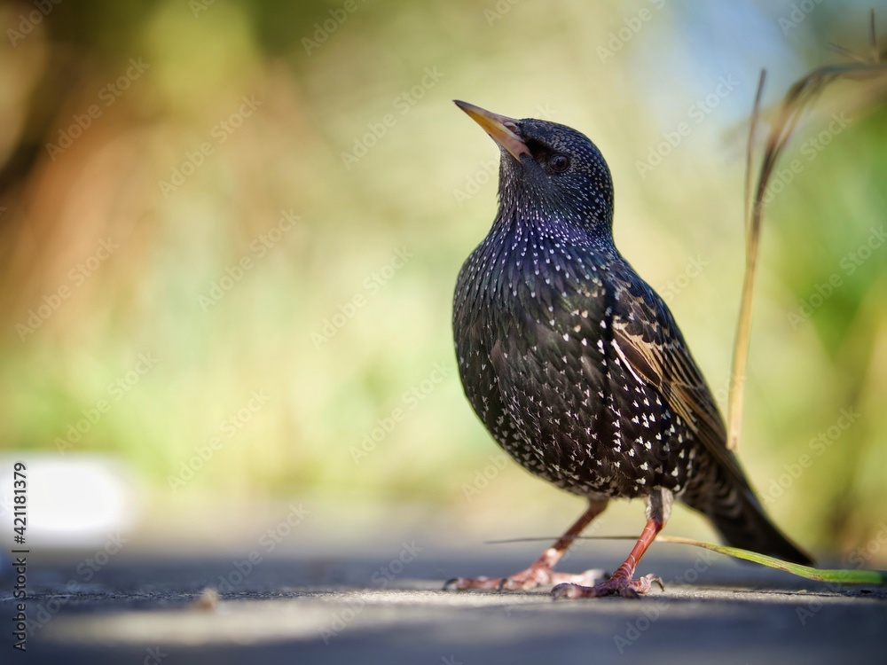 Wall mural Standing Starling