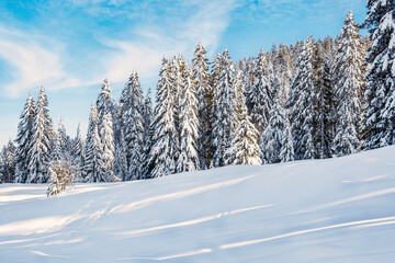 forêt en hiver avec la neige