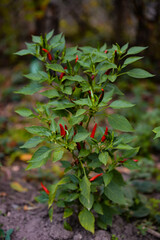 Hot peppers in the garden. Capsicum plant during maturation. rich harvest of natural vegetables