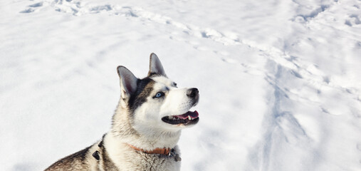 Husky dog sitting in the snow and waiting for play