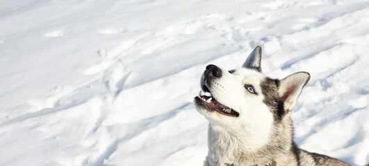 Husky dog sitting in the snow and waiting for play