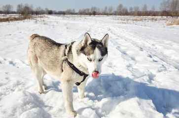 Husky dog stands in the snow and waiting for play