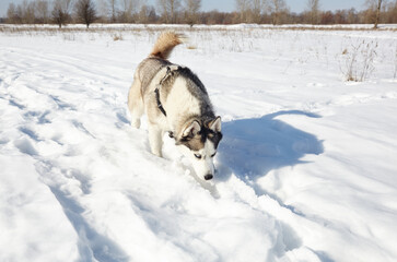 Husky dog stands in the snow and waiting for play