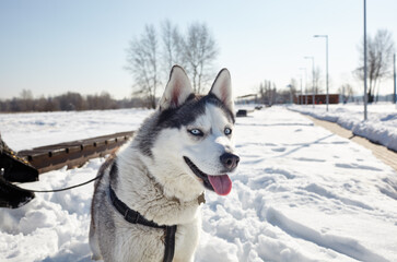 Husky dog sitting in the snow and waiting for play