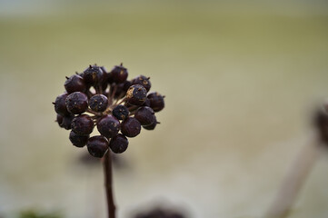 Beautiful macro view of past year black berries of ivy hedera helix (English ivy) plant clinging...