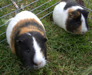 cochon dinde dans l'herbe, portrait