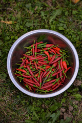 a bowl full of hot peppers picked from the garden. harvesting fresh vegetables