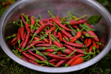 a bowl full of hot peppers picked from the garden. harvesting fresh vegetables