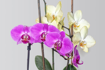 Pink and light yellow orchids