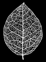 Vector black and white sketch of the structure of a dry leaf with veins. For autumn decor.