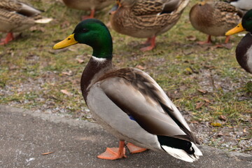 Naklejka na ściany i meble Closeup of a Male Duck or Mallard. Duck in their natural habitat. Selective focus and noise