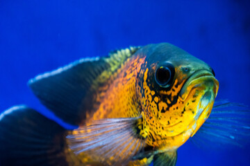Tiger Oscar fish closeup. fish in aquarium.