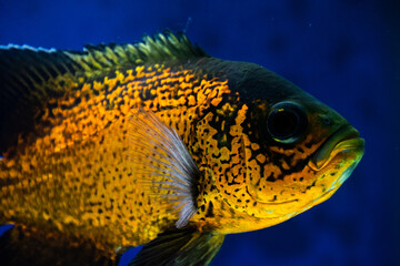 Tiger Oscar fish closeup. fish in aquarium.