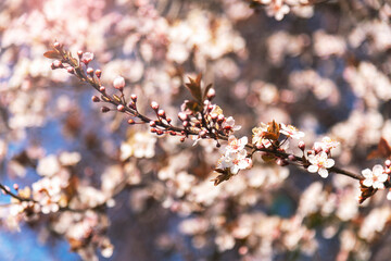 Blossoming cherry branches against blue sky. Spring concept. Selective focus