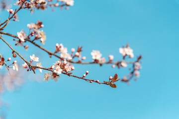 Blossoming cherry branches against blue sky. Spring concept. Selective focus