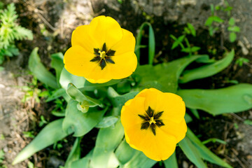 Yellow tulips on a sunny day