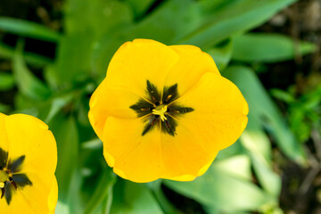 Fototapeta premium Yellow tulips on a sunny day