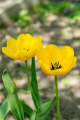 Fototapeta premium Yellow tulips on a sunny day