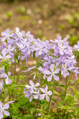 Blue phlox (phlox divaricata blue moon)