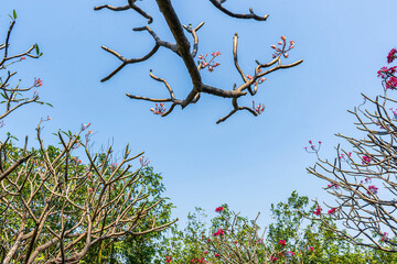 Plumeria flowers are so beautiful that popular in Thailand.