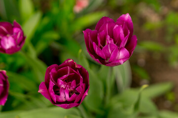Beautiful garden tulip 