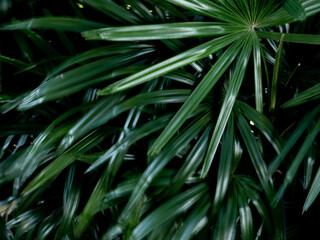 Freshness tropical leaves surface in dark tone as rife forest background
