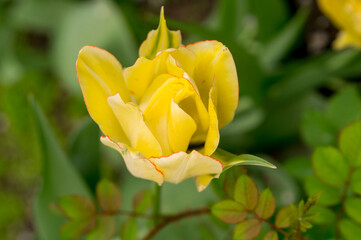 Tulip Akebono, yellow  with red border