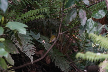 white eye in the dark forest