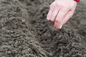 planting seeds in the garden on the