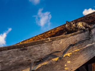 Sculpture of Mom at the roof of temple building in Northern Provinces of Thailand
