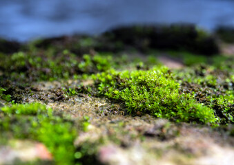 Freshness green moss that grows on moist ground Beside the water source