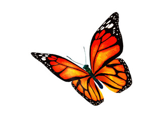 Color monarch butterfly , isolated on the white background