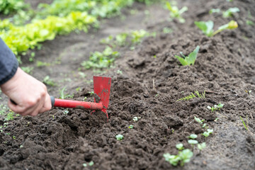 girl pulls weeds out of the ground, the concept of a good harvest