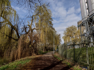 trees in the park