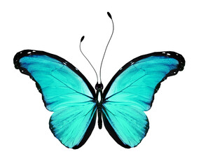 Color Morpho butterfly , isolated on the white background