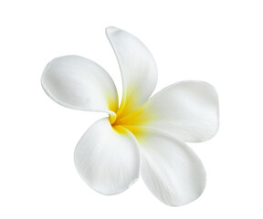 Fototapeta na wymiar Blooming phumelia or Champa flower isolated with clipping path on white background